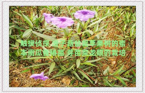 触摸侦探 滑子菇盆栽苹果树的蜜本南瓜香椿苗 芽苗菜龙眼的栽培技术视频